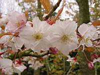 pr ser tayoma ce fleur.JPG